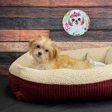 Load image into Gallery viewer, Handpainted Character Table Art - Simply Apso
