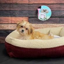 Load image into Gallery viewer, Handpainted Character Table Art - Lhasa apso - rangreli
